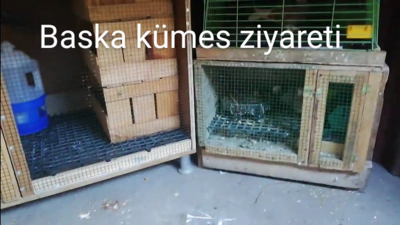 Kümes ziyaretine gittim!!!