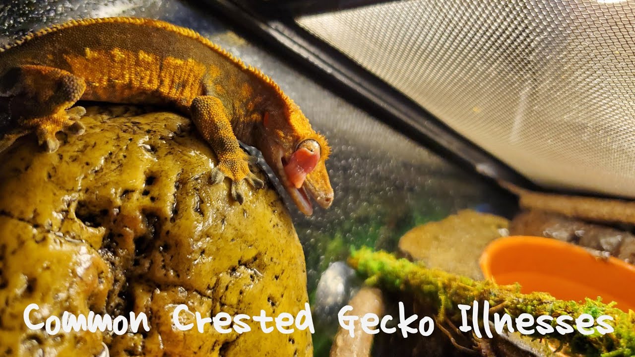 Common Crested Gecko Illnesses (PT. 2)