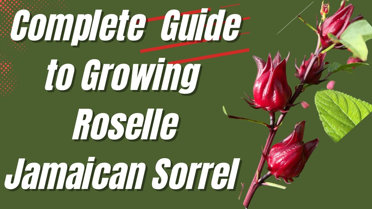 Полное руководство по выращиванию ямайского щавеля (Roselle)