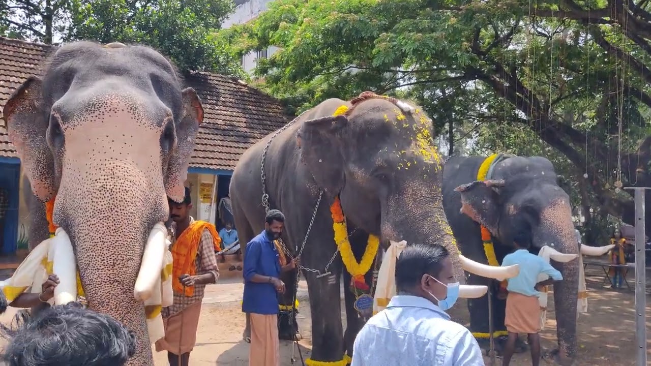 Thumpara ulsavam Aanaootu 2022