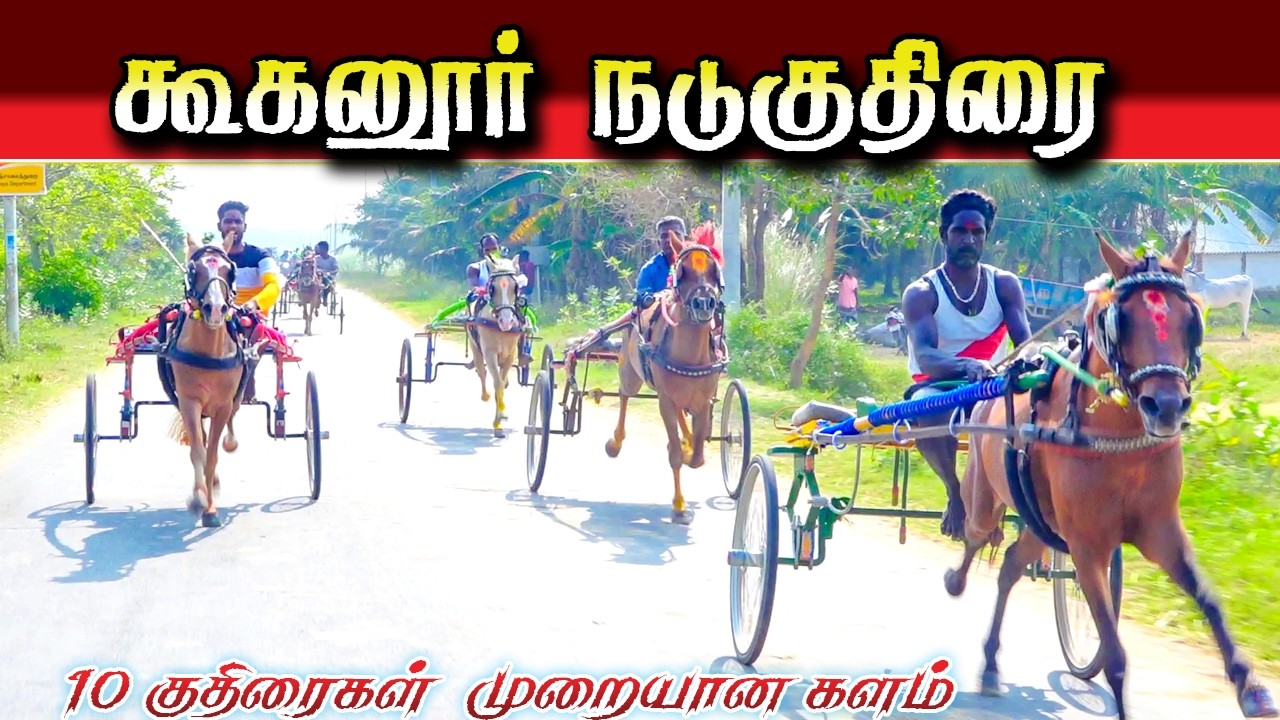 கூகனூர் நடுக்குதிரை 16/02/2026 #krish_studio_kattumavadi