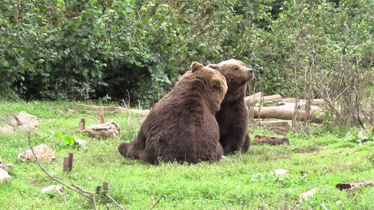 B&auml;renrefugium/Bear Sanctuary Kuterevo - Kroatien