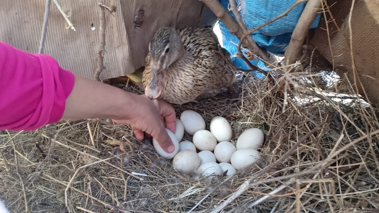 واخيرا البطة قرقات وخاقهراتنا بالعصا قرقات وماخلات سميرة تحط ليها البيض🥚😰