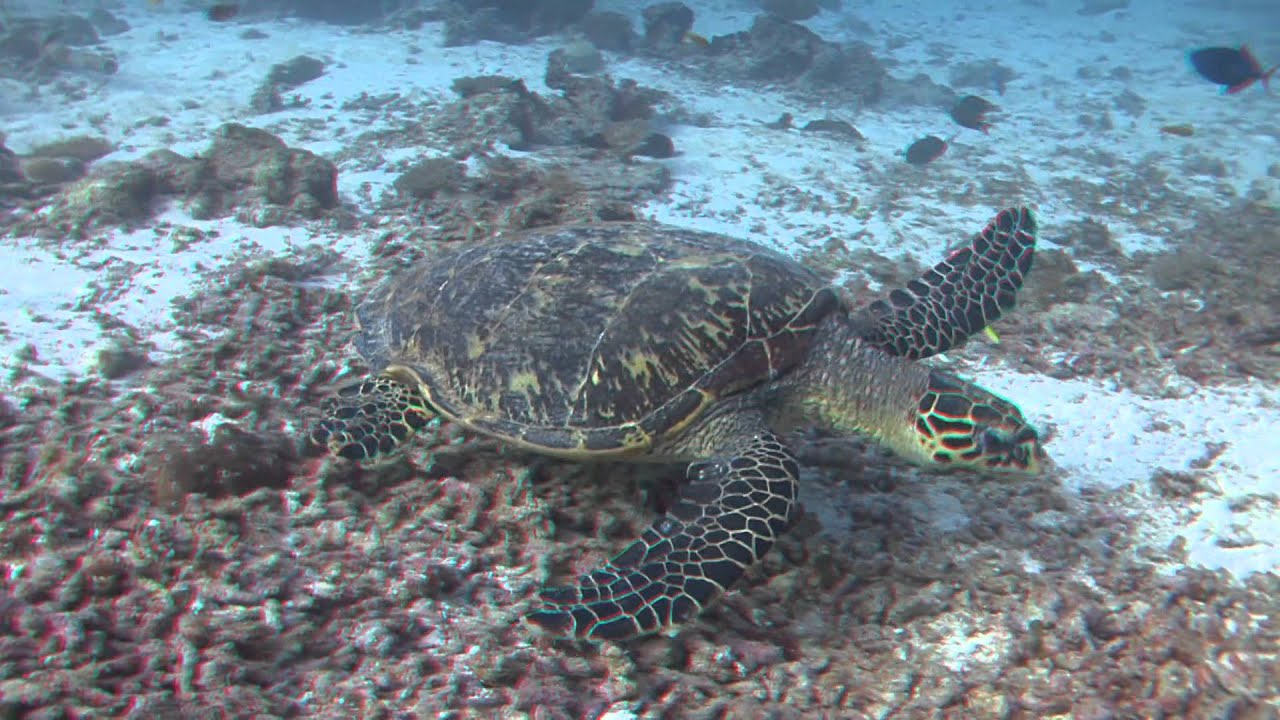 The best 3D under water video By Dive Bandos Maldives