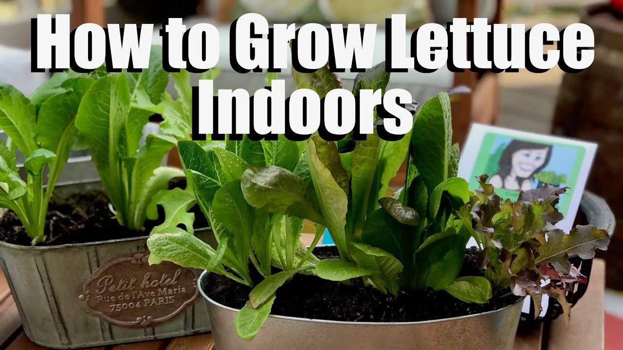 How to Grow Lettuce Indoors - Bring Your Garden INSIDE!