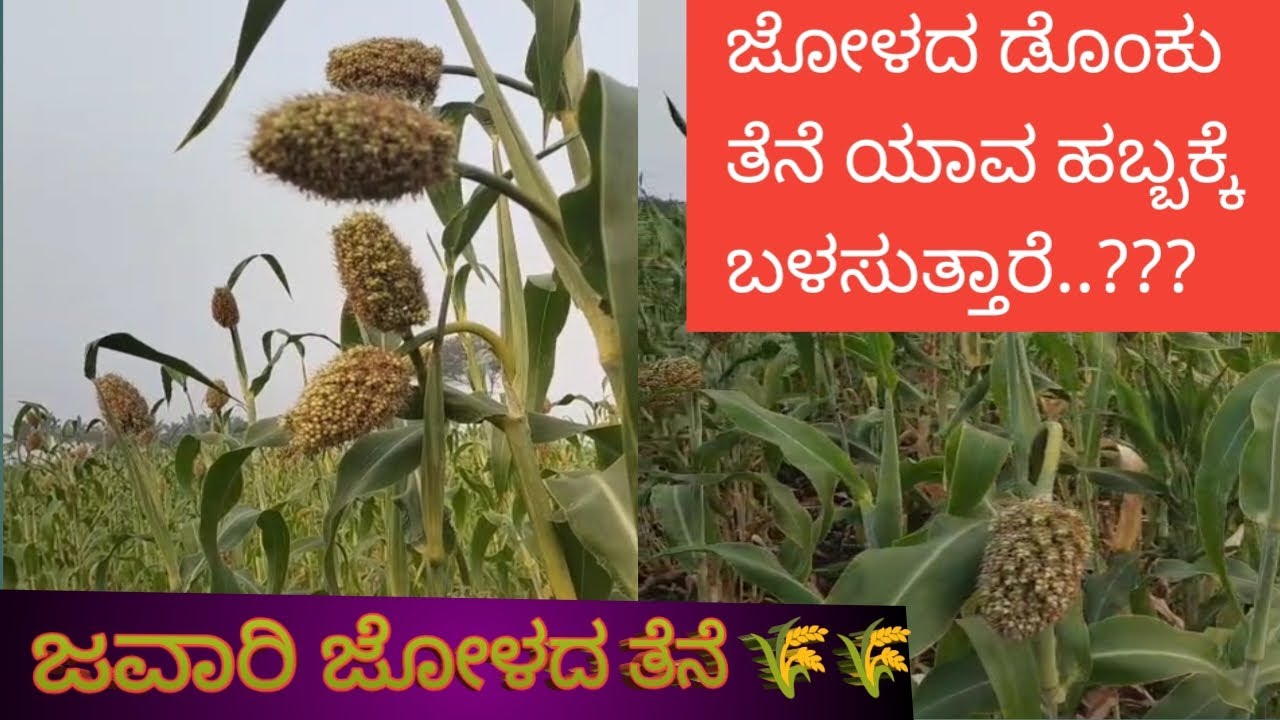 ನಮ್ಮ ಮಾವನ ತೋಟದಲ್ಲಿ 🌾🌾ಜೋಳ (ಬರ್ರಿ ಬೀಗರ ಎಲ್ಲರೂ ಹಾಲ್ ಜೋಳ ಸುಟ್ಟು ತಿನ್ನೋಣ #ರೈತರು #former 