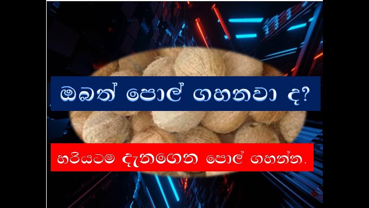 pol gesima/පොල් ගැසීම/ ogadeepa vlogs sri lanka