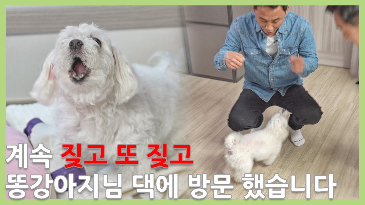 내가 있어도 짖고 내가 없어도 짖고, 스트레스 받지 말고 이영상을 보세요 (Eng.dog training for demanding bark)
