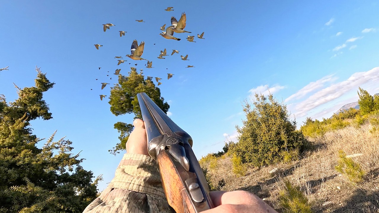 TAHTALI AVI 2026  Wood Pigeon hunting