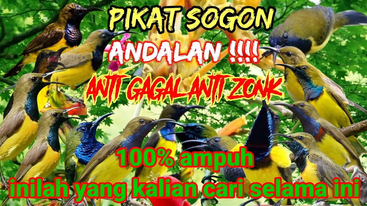 SUARA PIKAT BURUNG SOGOK ONTONG AMPUH || SUARA PIKAT SOGON ANDALAN !!!!