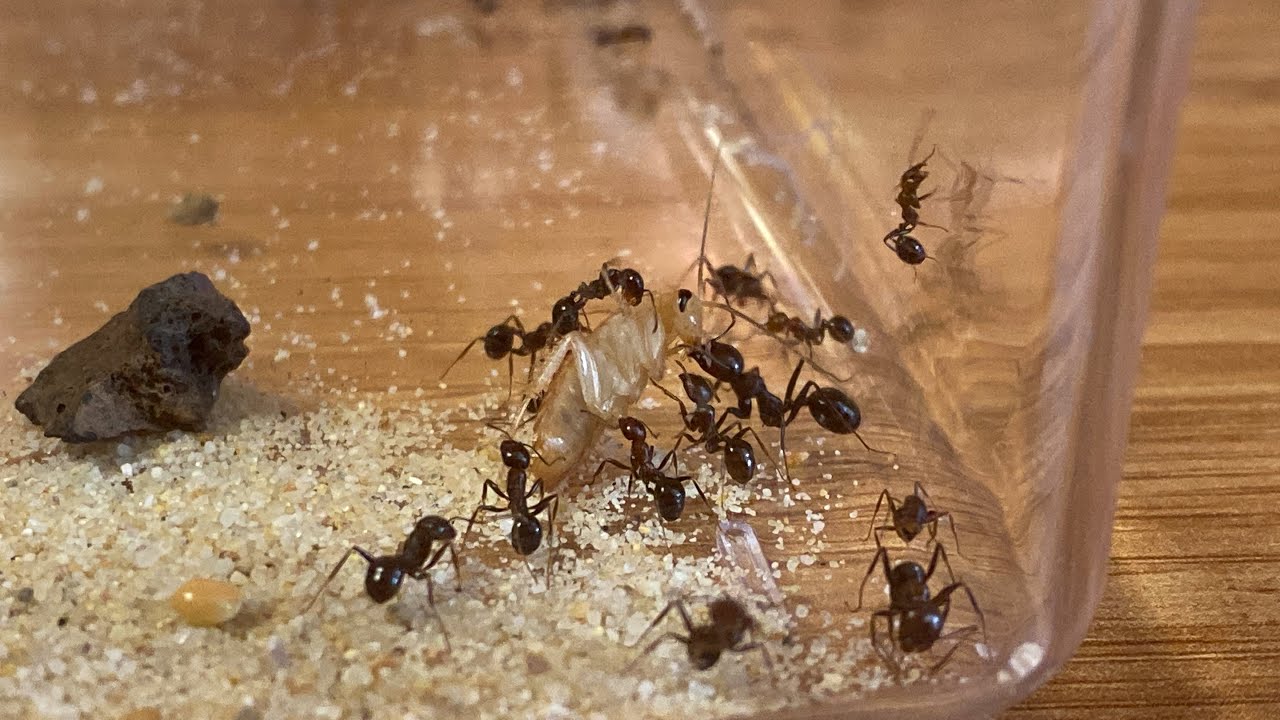 Kolonileri besliyoruz! Karınca besleme / Ant feeding