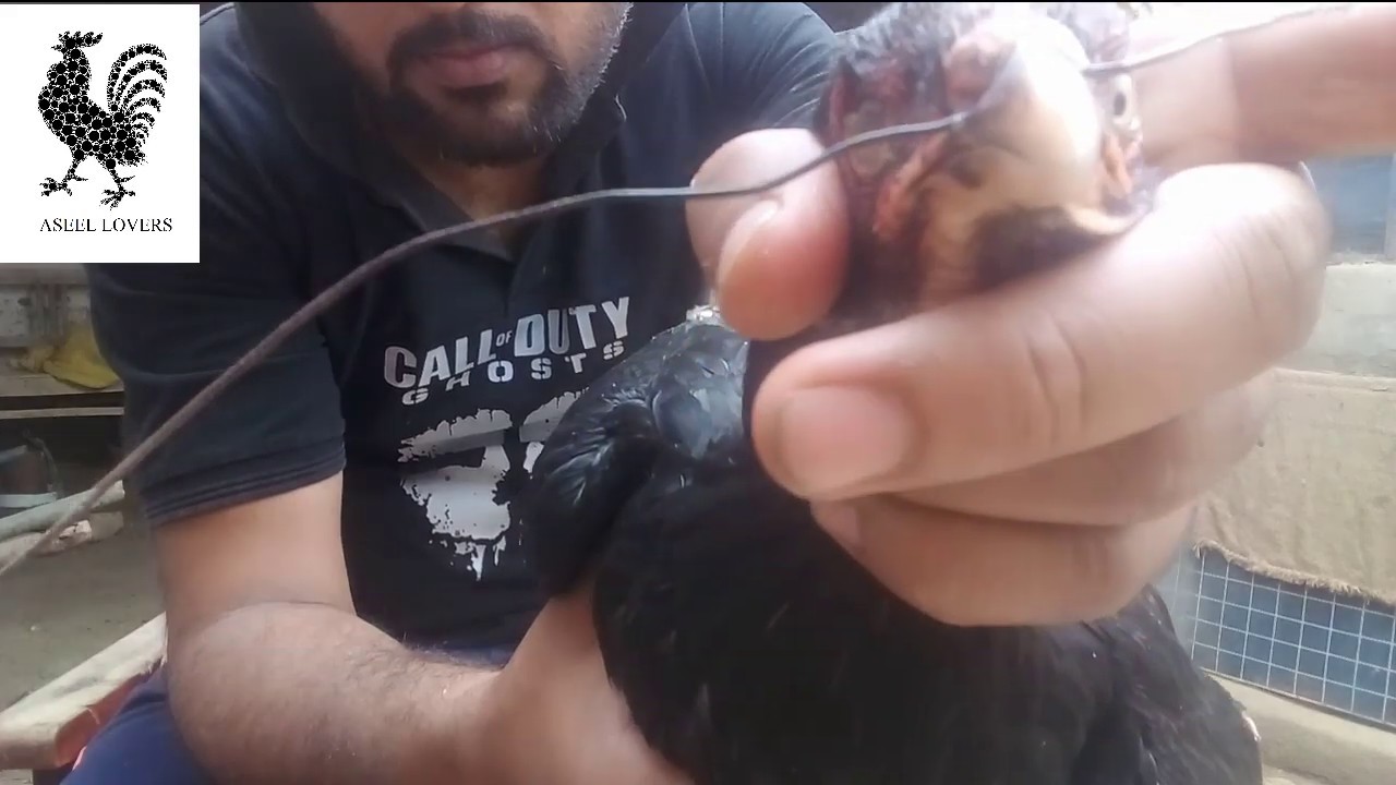 Par Khany Wali Murghi ko rokny ka tareeka