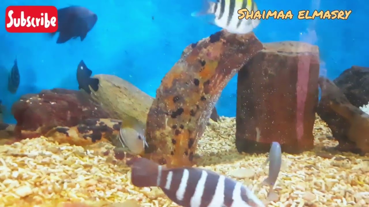 A tour of the Aquarium in Alexandria egypt/فلوج فى متحف الاحياء المائيه اكواريم فى اسكندرية