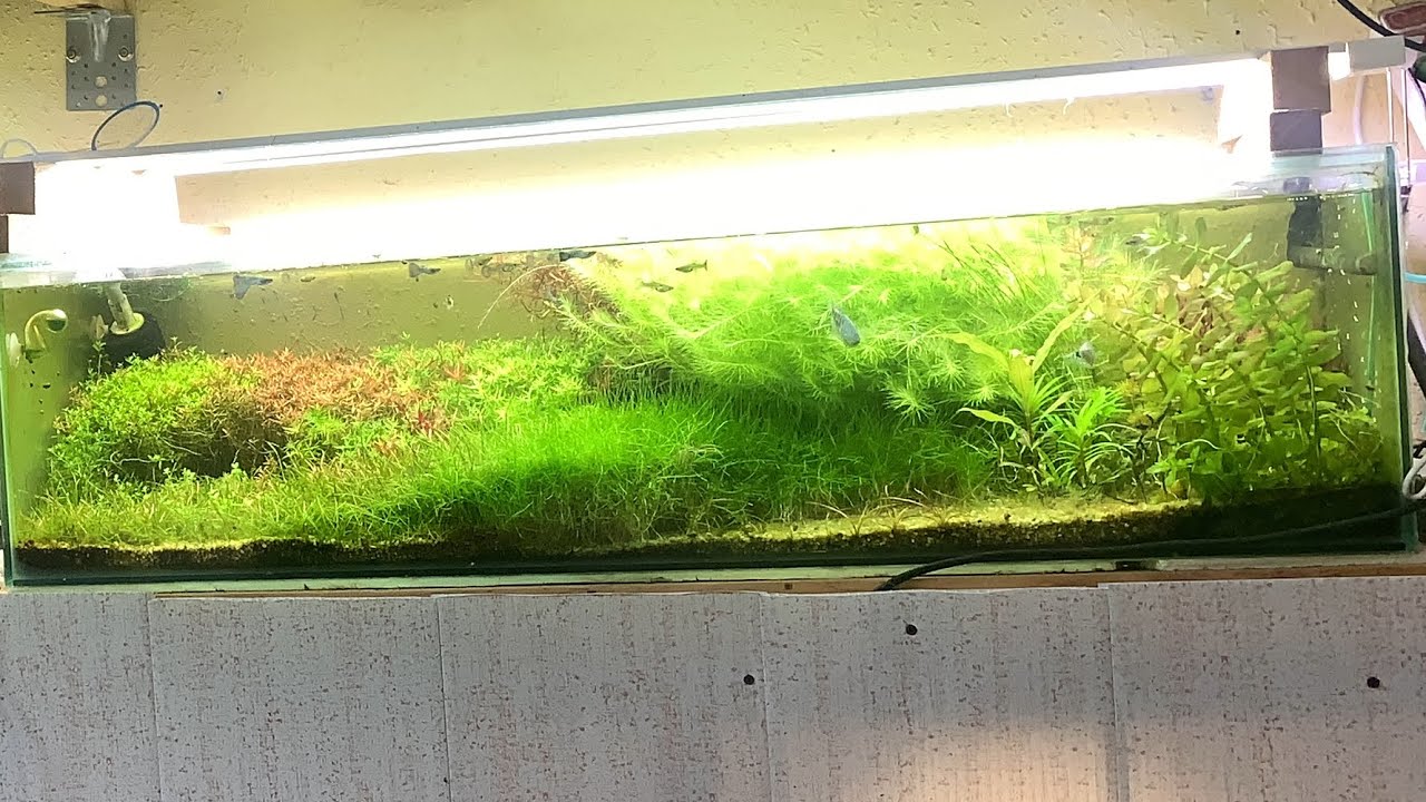 Сколько углекислоты подавать в аквариум ???