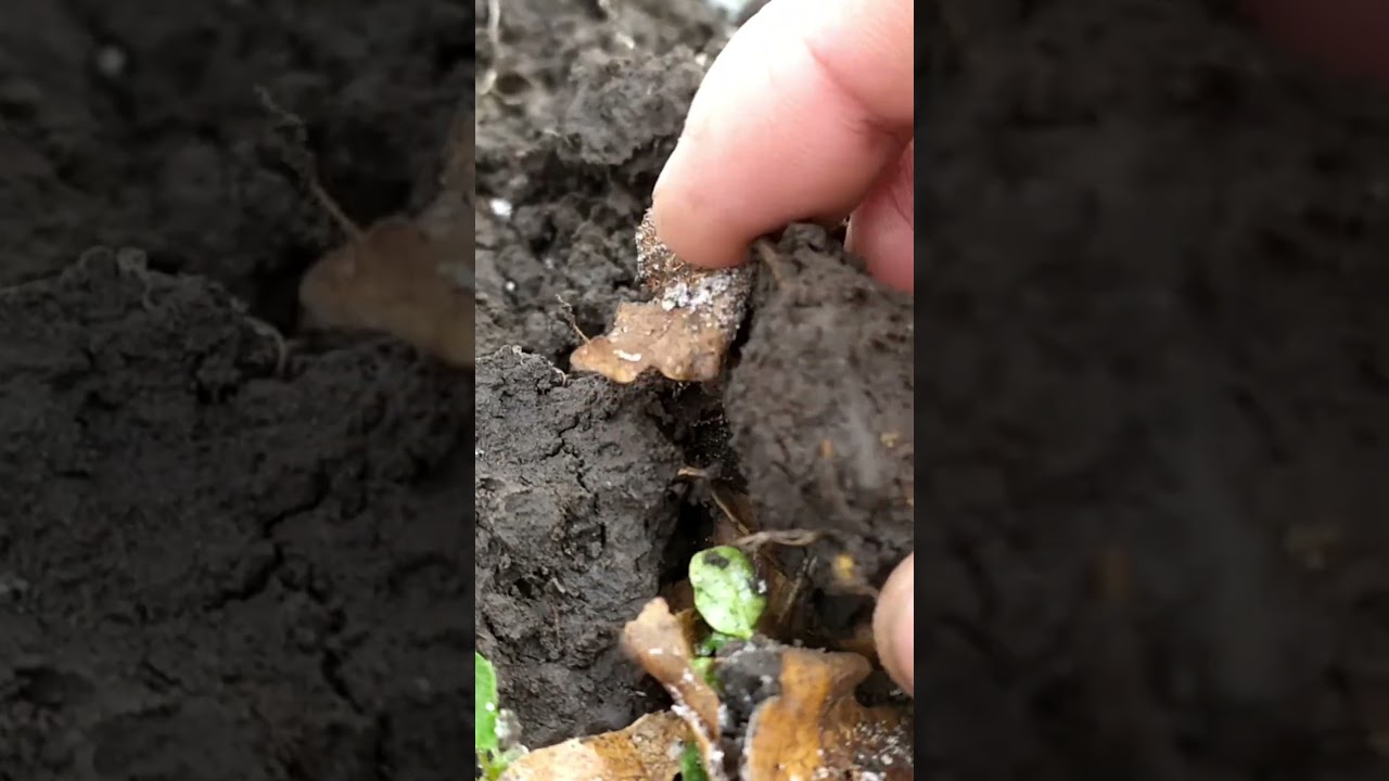 Чудова знахідка КР