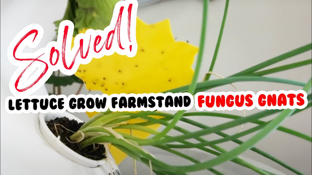 Fungus Gnats - Lettuce Grow Farmstand Problem & Solution | Slay At Home Mother