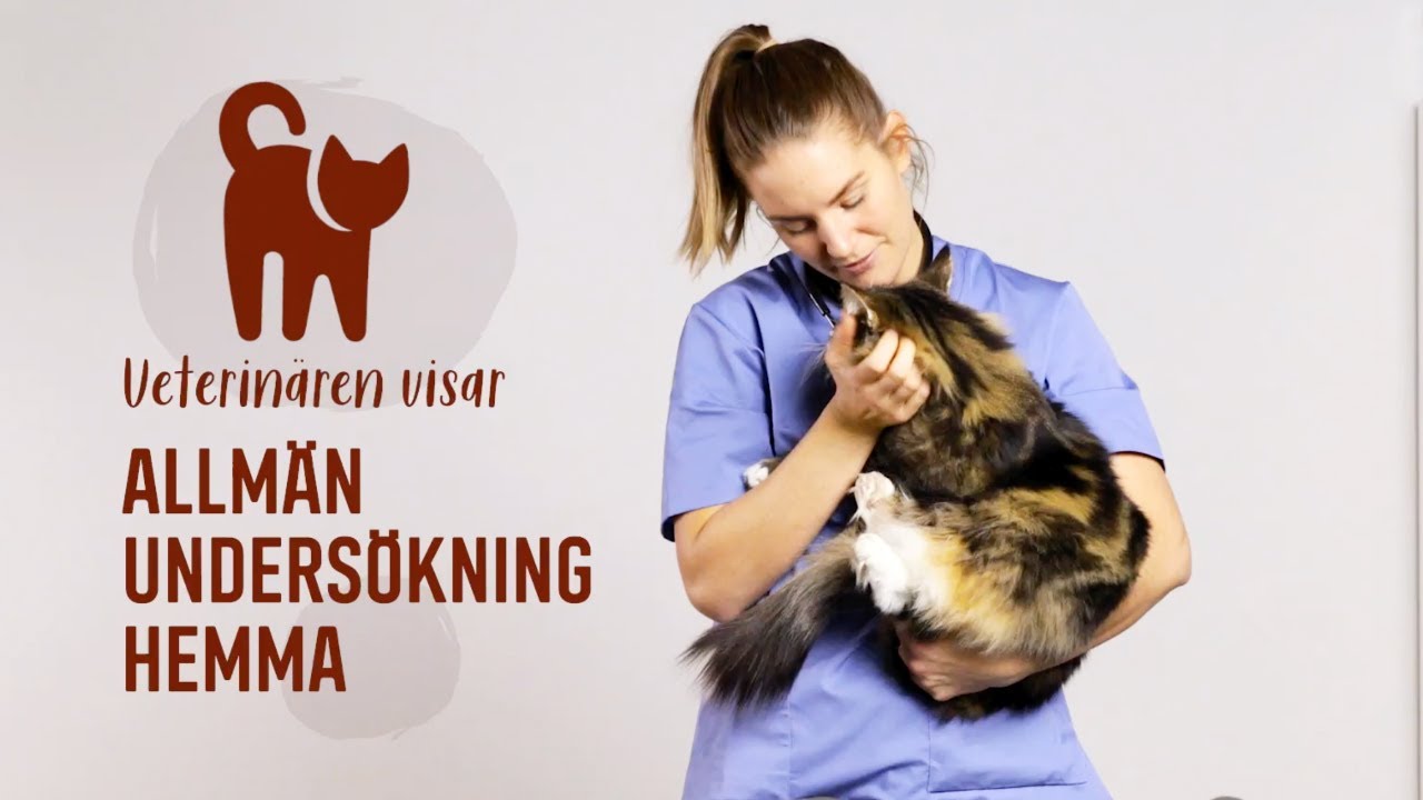 SÅ HÄR UNDERSÖKER DU DIN KATT HEMMA
