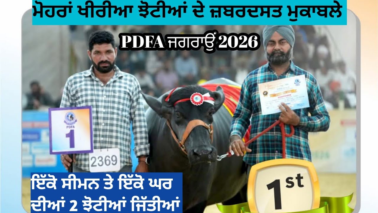 PDFA ਜਗਰਾਉਂ 2026 ਮੋਹਰਾਂ ਖੀਰੀਆ ਝੋਟੀਆਂ ਦੇ ਮੁਕਾਬਲੇ ਇੱਕੋ ਬੁੱਲ ਦੀਆਂ 2 ਝੋਟੀਆਂ ਜੇਤੂ 1,2 ਸਥਾਨ।