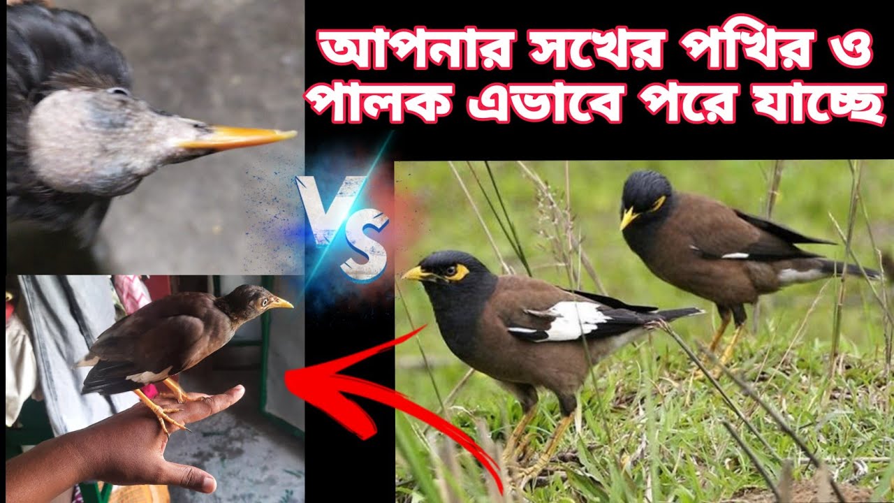 আপনার পাখির যদি পালক পড়ছে মাথার সব চুল পড়ে যাচ্ছে কি করবেন.?#shalikpakhi #pakhipalon #galiffstreet