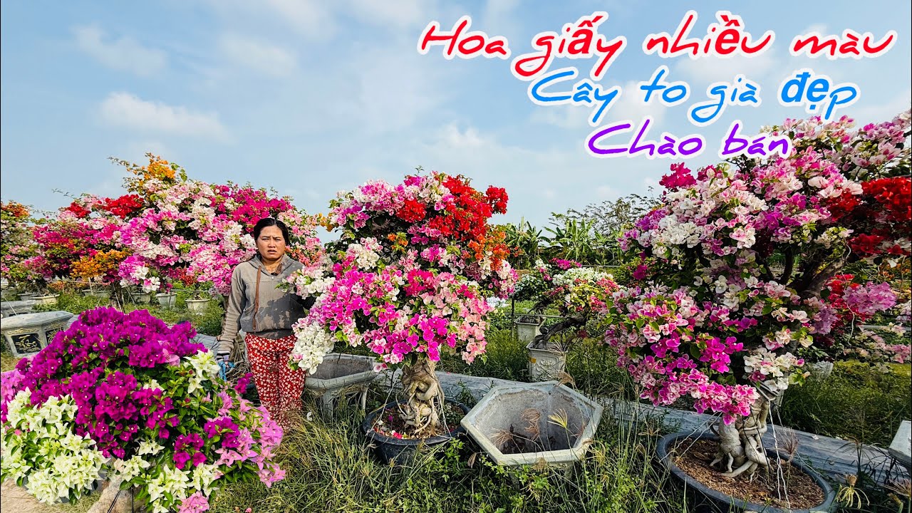 Hoa giấy ghép nhiều màu cây to già chào bán bao ship..07/02😘📲 0703.236.412.Cúc-Phan