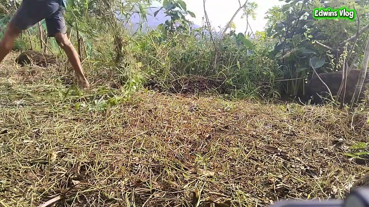 Magdadamo at tanim tayo ngayong araw tamang tama umaraw na