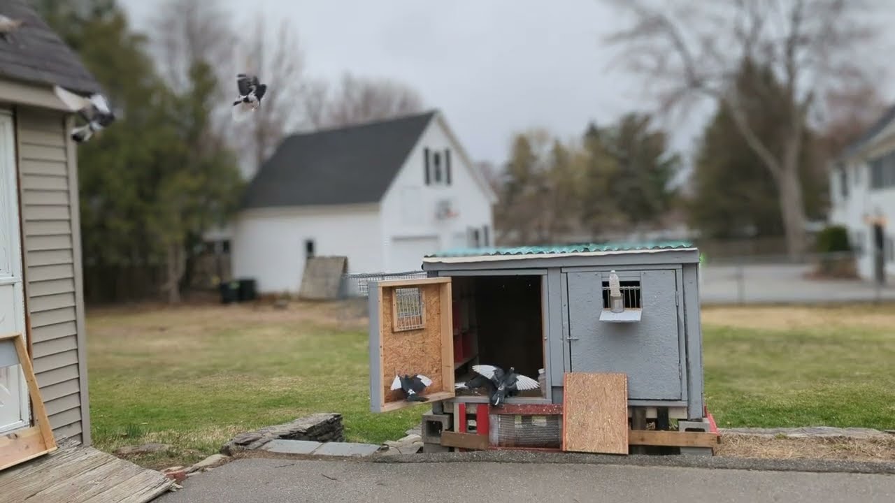 Back In The Sky : Roller Pigeons Training 2 - In and Out of the kit box