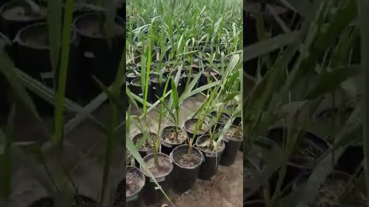 فسائل النخيل النسيجي المجهول والبرحي والعمبرة 🌴 ادعموا وشجعوا بزراعة النخيل