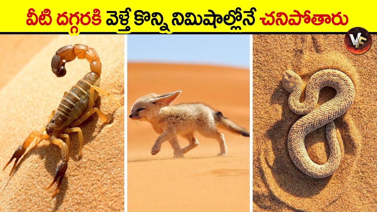 🔵 మీరెప్పుడూ చూడని వింతైన కీటకం | desert animals | dangerous insects | dangerous snakes in telugu