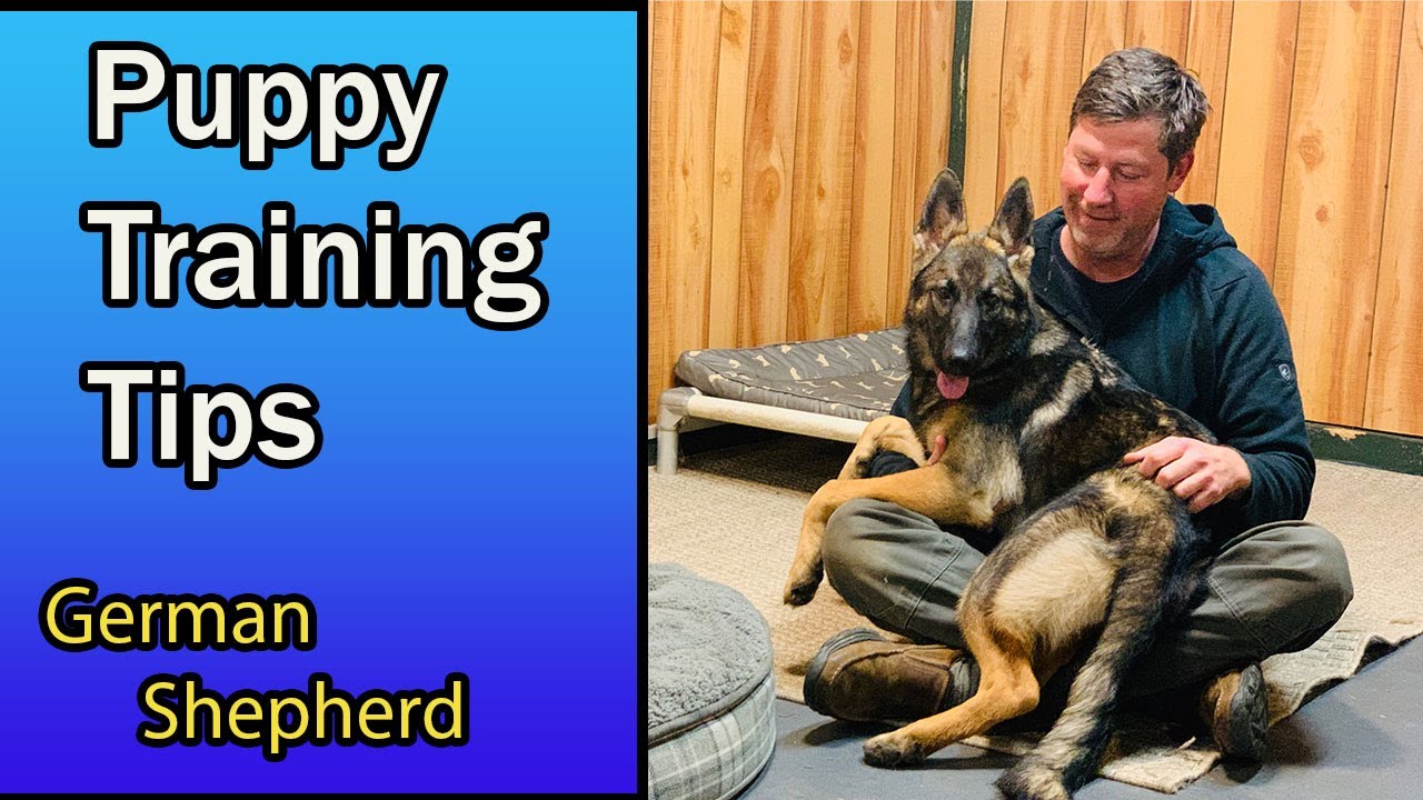 German Shepherd Puppy Training Tips