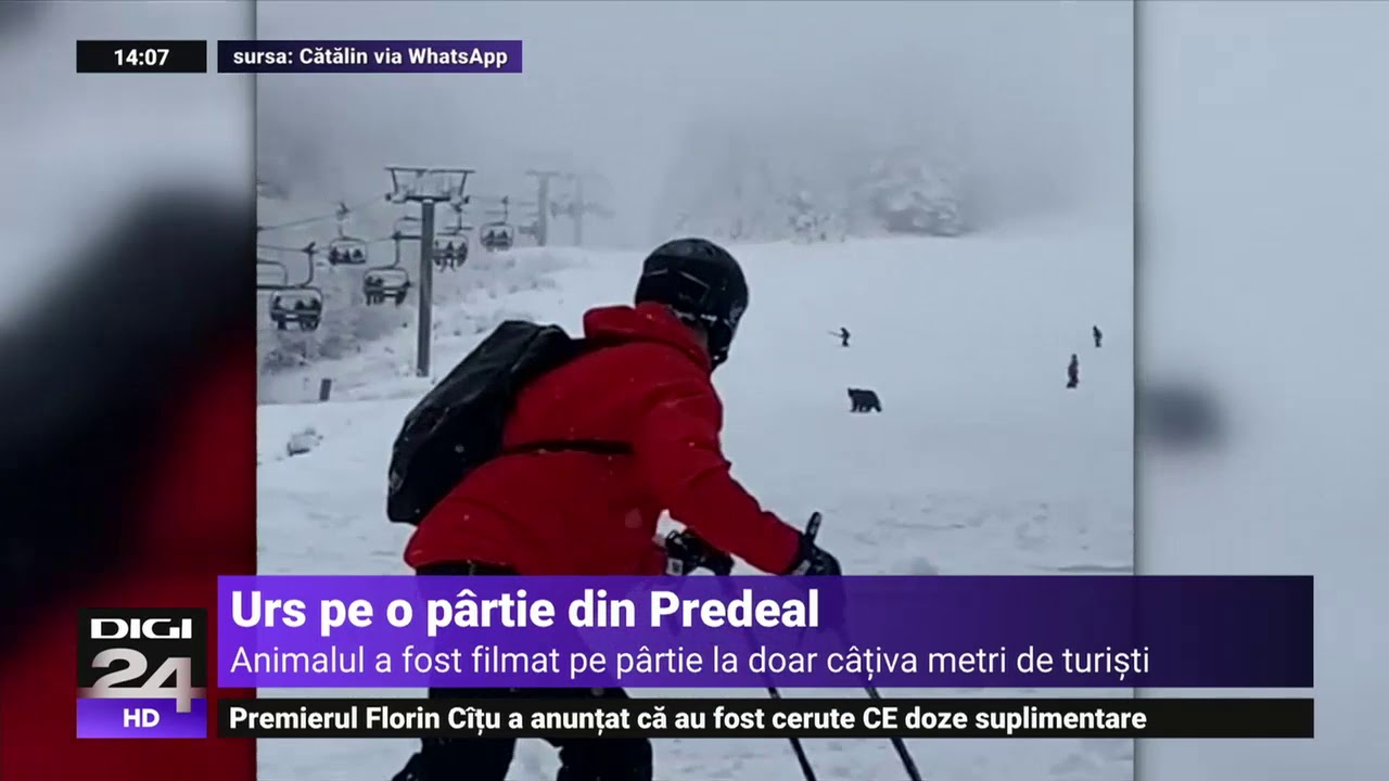 Un pui de urs a fost atracția zilei pe pârtia Clăbucet din Predeal - Digi24