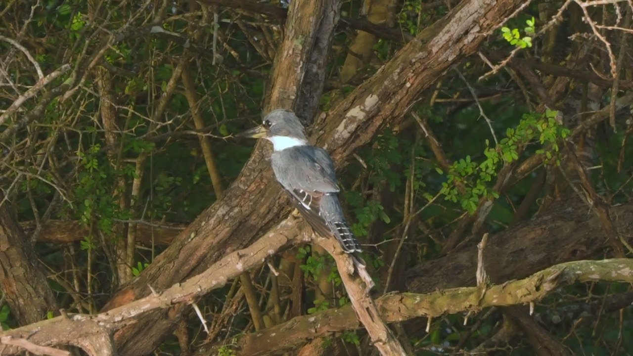 30 05 RIKI Ringed Kingfisher