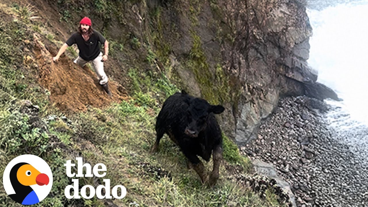 He Sprung Into Action to Rescue A Cow from a Cliffside | The Dodo