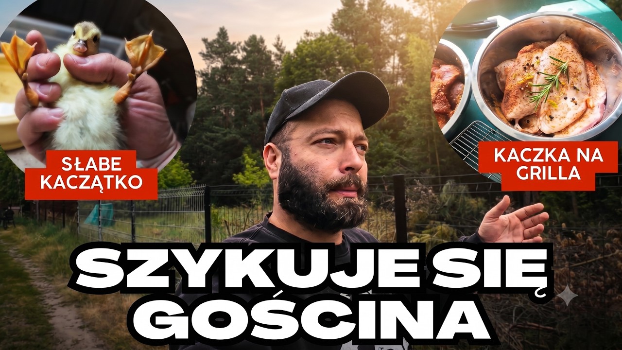 Szykowanie gościny, kulawe kaczątko oraz lisy kuny i sarny na polu
