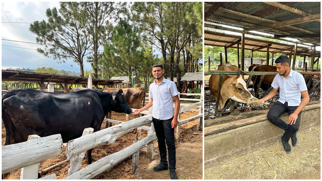 Conociendo La granja Don Álvaro 😍tienen muy bonito ganado 🐄😍