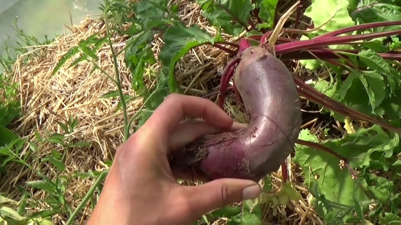 Potager en permaculture [Juin 2018] #27