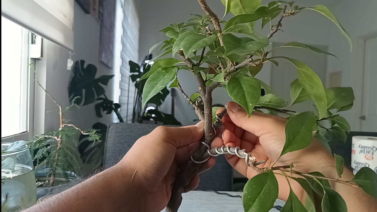 Bougainvillea Pre-Bonsai Wiring (Goes Wrong) - Bonsai from Scratch 