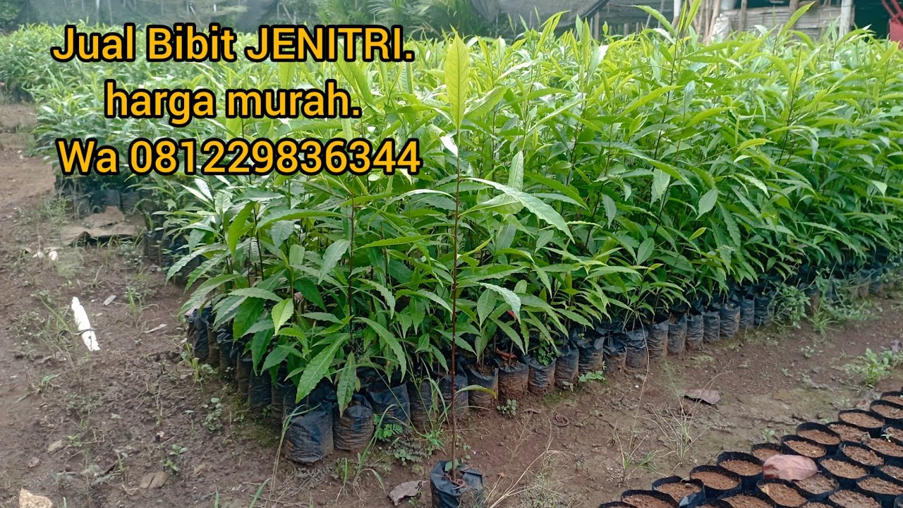 Jual Bibit Jenitri