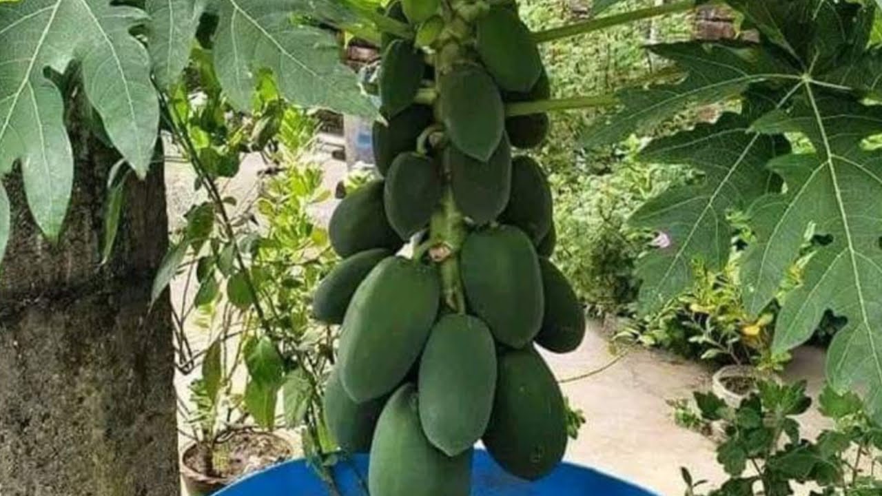Papaya ♥️ পেঁপে ♥️♥️♥️