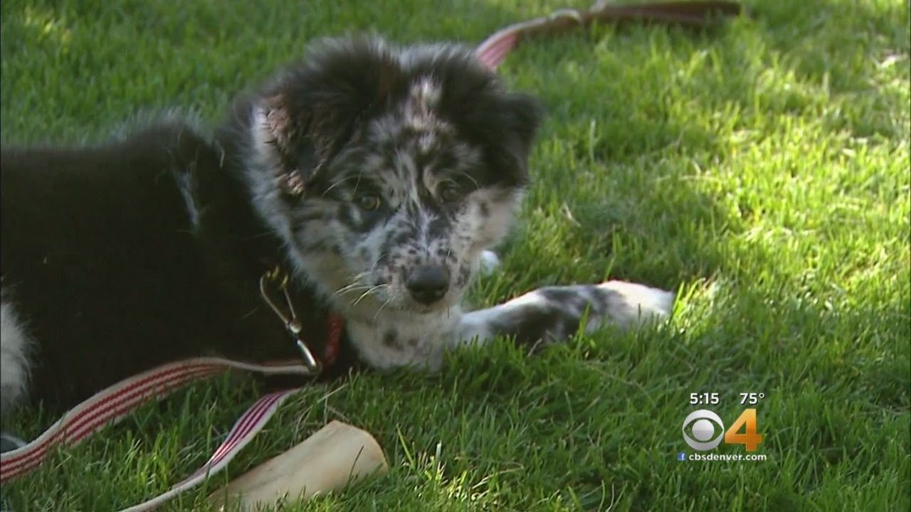 New Treatment Option For Puppies With Parvo Thanks To CSU Researchers
