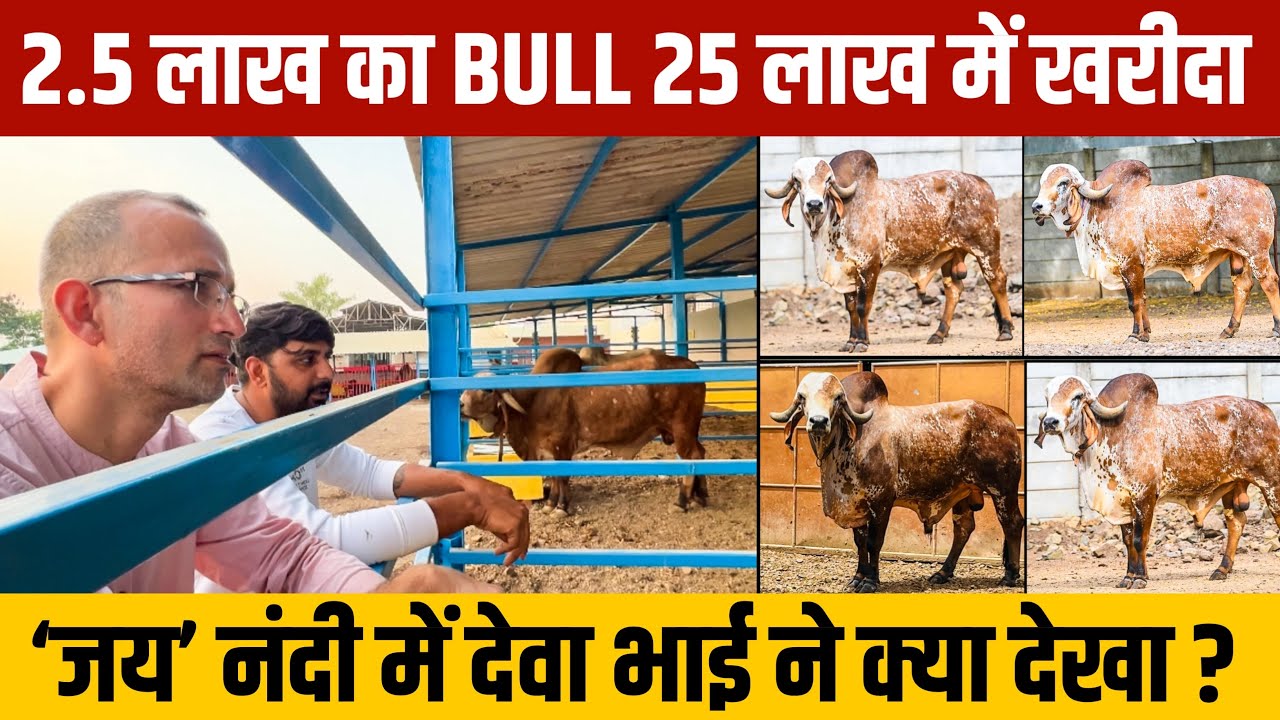 गौशाला में 20 Bull, फिर भी 2.5 लाख का #गिर Bull 25 लाख में खरीद लिया। Secret Of Milk । Mati India ।