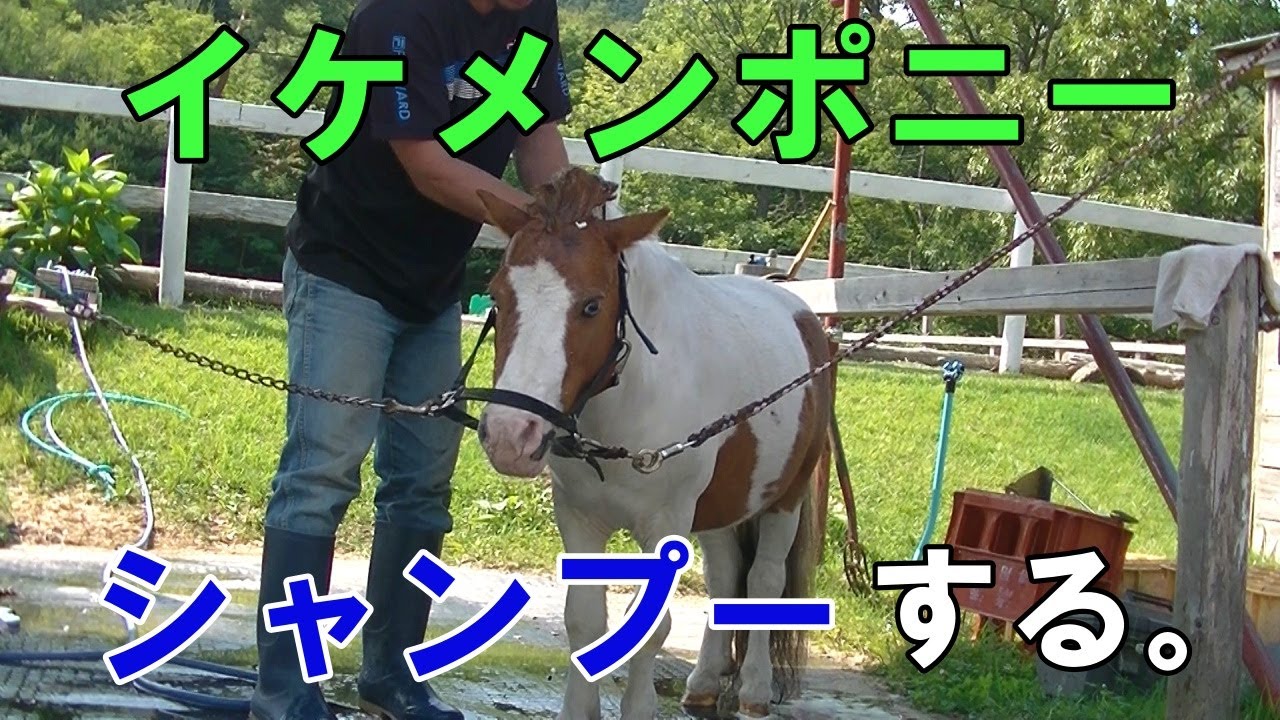 イケポのアレクくんをシャンプーしました。(ついでに…。)