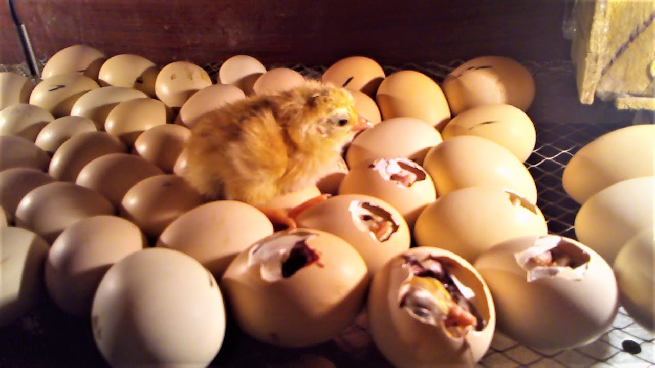 HOW TO MAKE  EGG INCUBATOR AT HOME || NEW 2020 || HOMEMADE 100 EGGS INCUBATOR FULLY AUTOMATIC