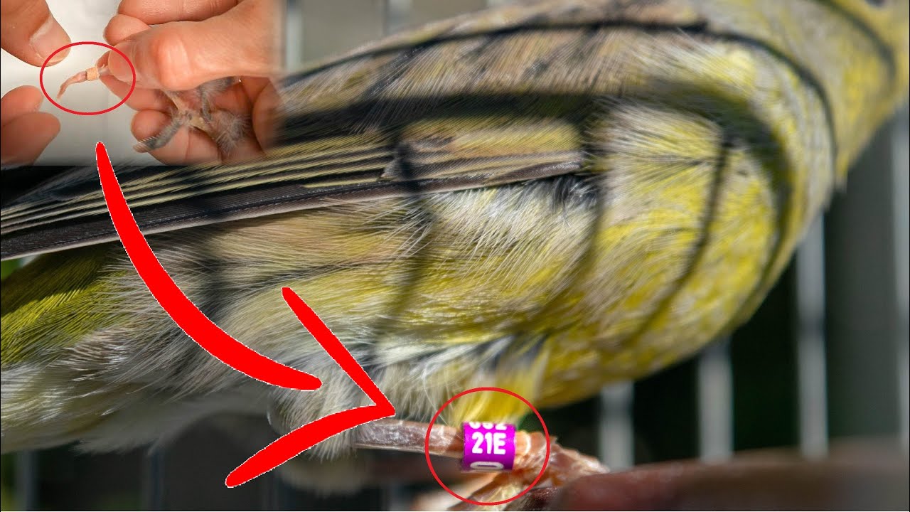 HOW and WHY to put a ring on your canary leg