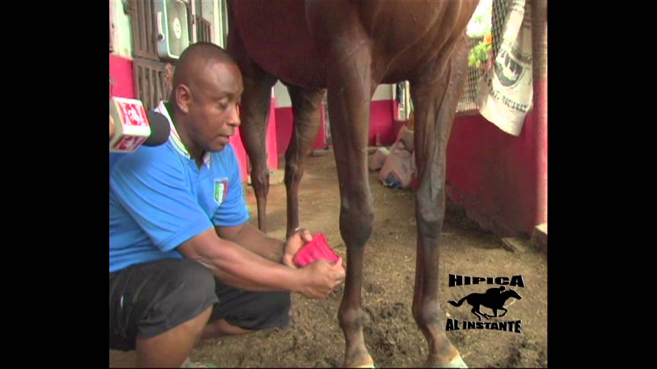 NOCIONES DE HIPICA - VENDAJES DE EQUINOS DE CARRERA