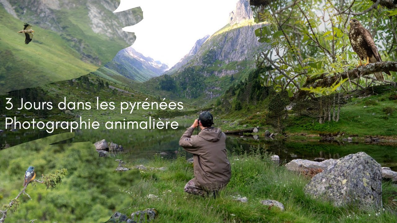 JE PARS PHOTOGRAPHIER LES OISEAUX DANS LES PYRÉNÉES !! (Photographie animalière)
