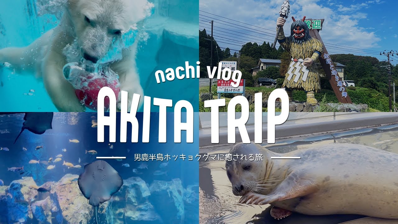 〈 旅行vlog 〉男鹿水族館gaoでホッキョクグマのフブキに癒される2日間/約20分間の男鹿半島trip vlog