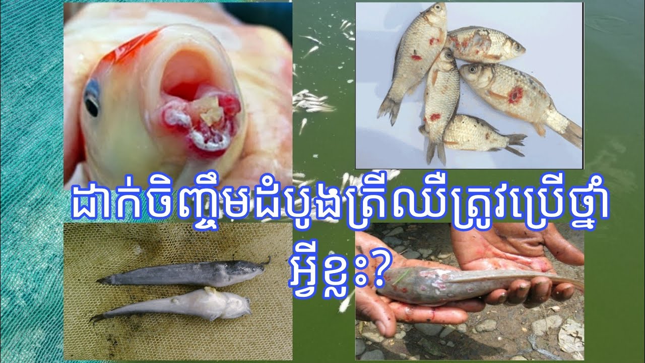 ដាក់កូនត្រីចិញ្ចឹមដំបូង ត្រីឈឺច្រើន តើត្រូវប្រើថ្នាំអ្វី?