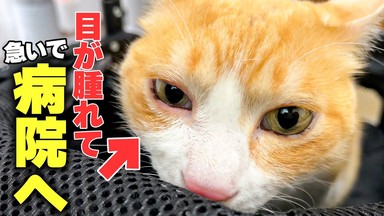 ロビンの目が真っ赤に腫れてしまったので急いで病院に連れて行った結果…