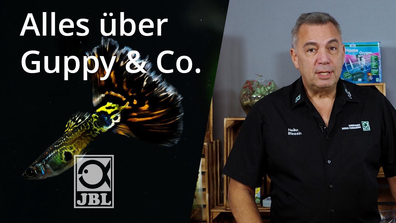 JBL TV #64 Lebendgeb&auml;rende im Aquarium I Steckbrief