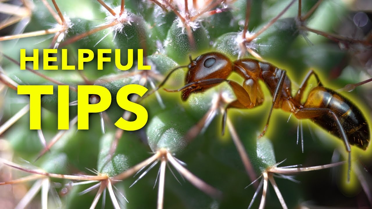 So you have Argentine ants… now what?